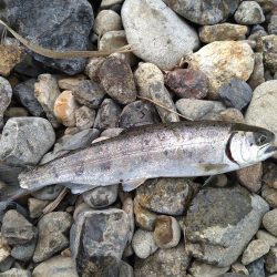 甘くない渓流管釣り